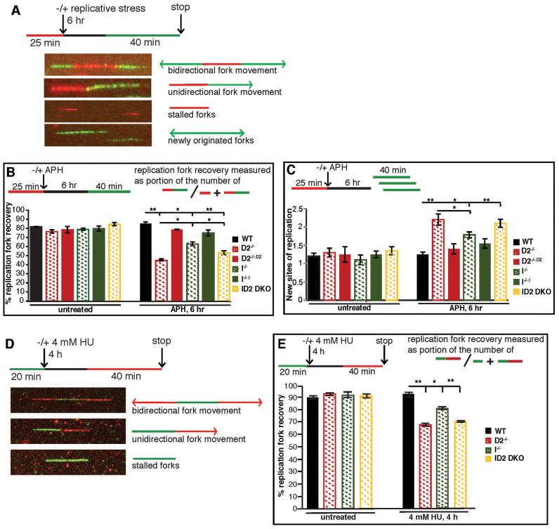 https://cdn.ncbi.nlm.nih.gov/pmc/blobs/9024/5714191/3e3c811c6014/gkx847fig6.jpg