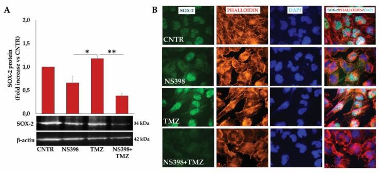 https://cdn.ncbi.nlm.nih.gov/pmc/blobs/9025/8835858/6d18404da1cc/ijms-23-01545-g012.jpg