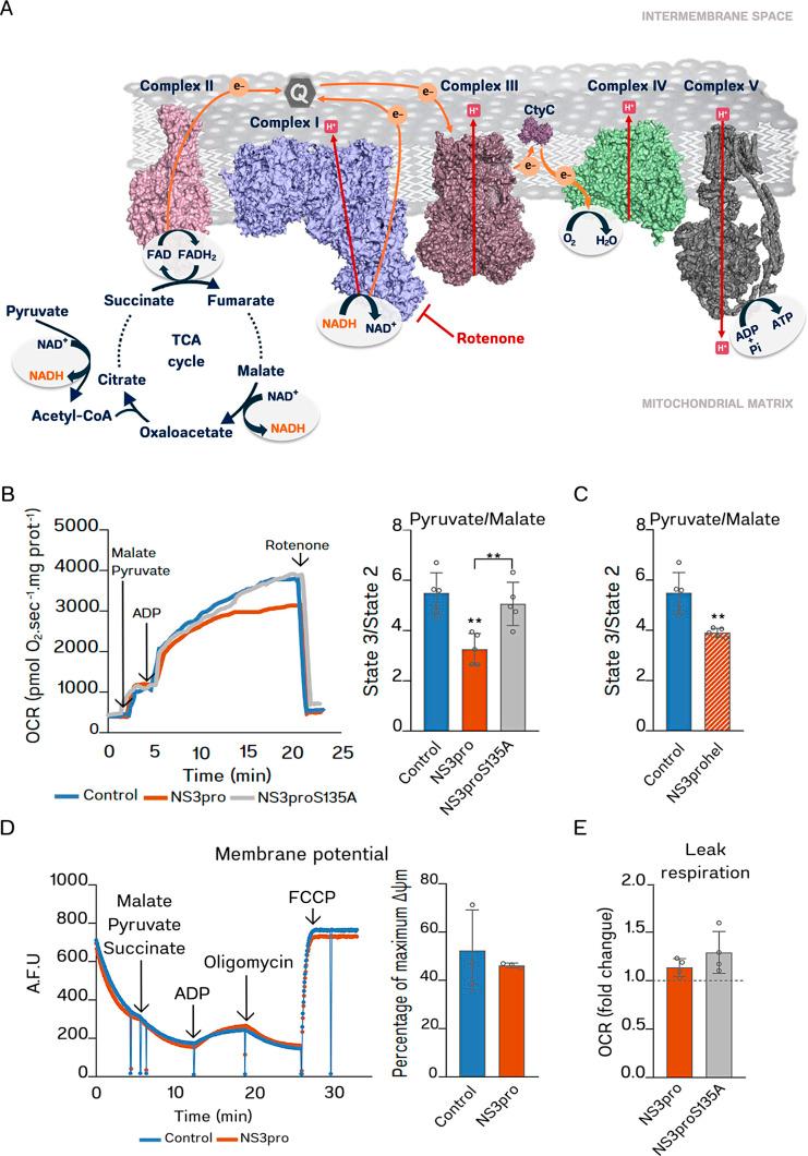 https://cdn.ncbi.nlm.nih.gov/pmc/blobs/902b/11288018/52b71495862f/msphere.00406-24.f003.jpg