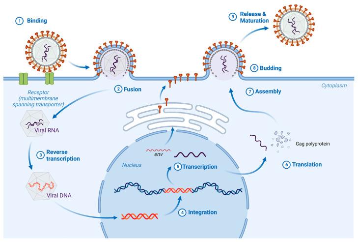 https://cdn.ncbi.nlm.nih.gov/pmc/blobs/902b/9967133/218eabcc4895/viruses-15-00274-g001.jpg