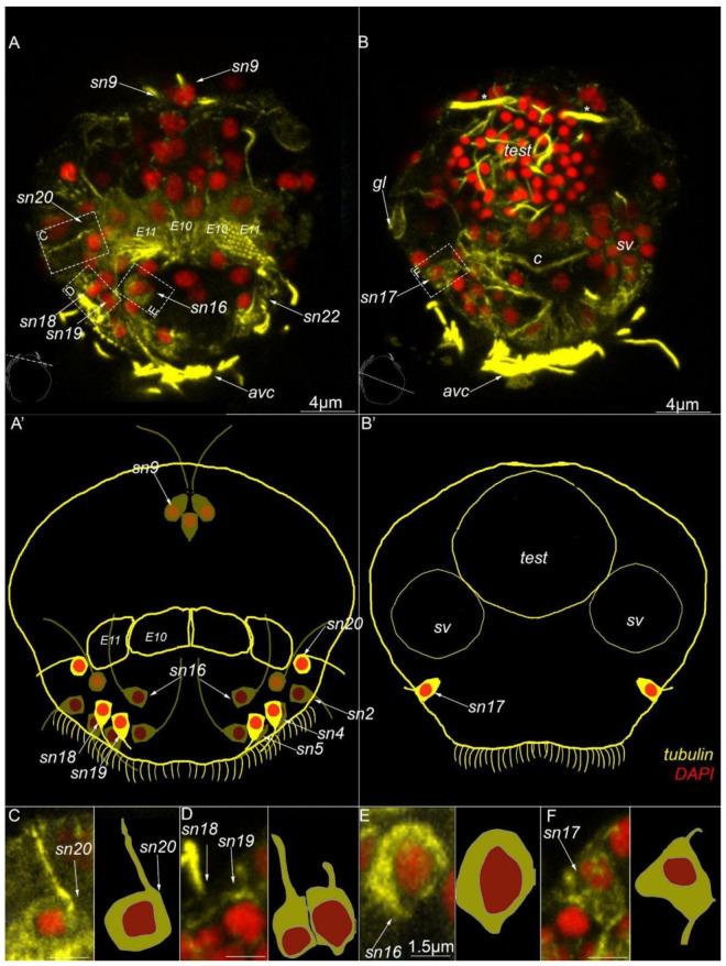 https://cdn.ncbi.nlm.nih.gov/pmc/blobs/902c/9687449/1f2223e943ad/biology-11-01674-g008.jpg