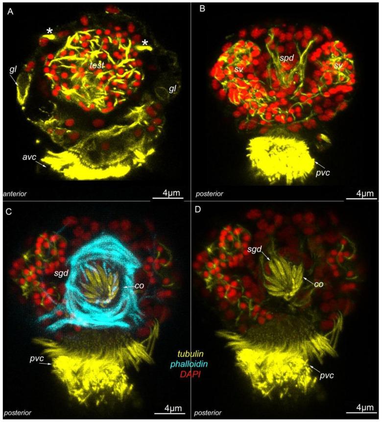 https://cdn.ncbi.nlm.nih.gov/pmc/blobs/902c/9687449/462fb6986f05/biology-11-01674-g004.jpg