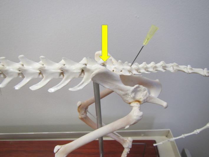 https://cdn.ncbi.nlm.nih.gov/pmc/blobs/9030/7196680/07474df197d0/VMS3-6-218-g009.jpg