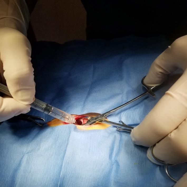 https://cdn.ncbi.nlm.nih.gov/pmc/blobs/9030/7196680/5c5ed3b6d535/VMS3-6-218-g008.jpg