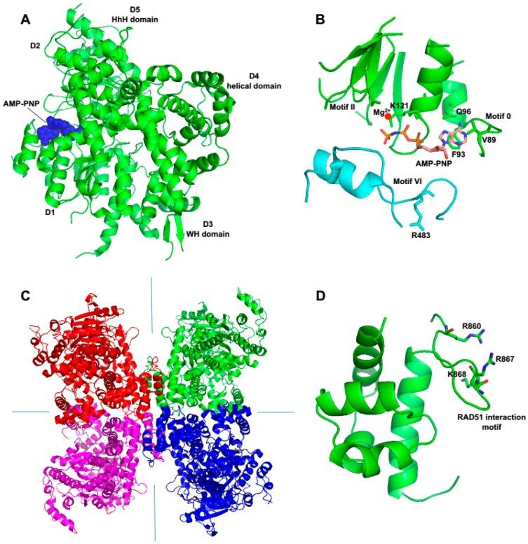https://cdn.ncbi.nlm.nih.gov/pmc/blobs/9032/5042397/14c3f18d5ddb/genes-07-00067-g005.jpg