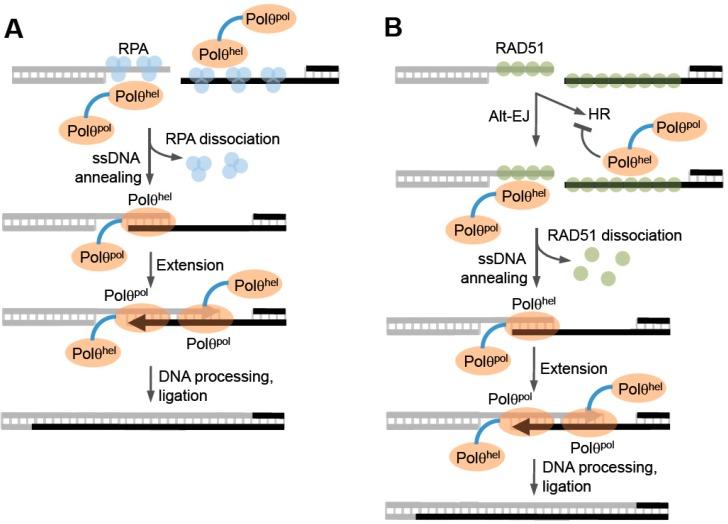 https://cdn.ncbi.nlm.nih.gov/pmc/blobs/9032/5042397/9ced19eca63e/genes-07-00067-g006.jpg