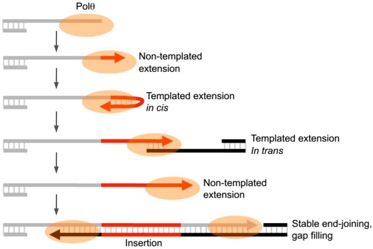 https://cdn.ncbi.nlm.nih.gov/pmc/blobs/9032/5042397/c2f2fe60732b/genes-07-00067-g004.jpg