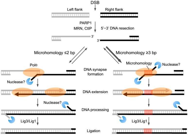 https://cdn.ncbi.nlm.nih.gov/pmc/blobs/9032/5042397/d09c0f65f0bf/genes-07-00067-g002.jpg