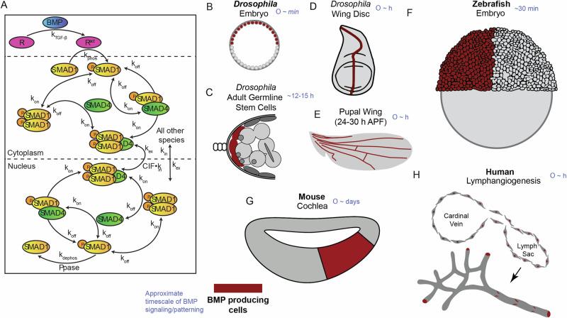 https://cdn.ncbi.nlm.nih.gov/pmc/blobs/9034/11401948/e8cd898b0bf6/41540_2024_430_Fig1_HTML.jpg