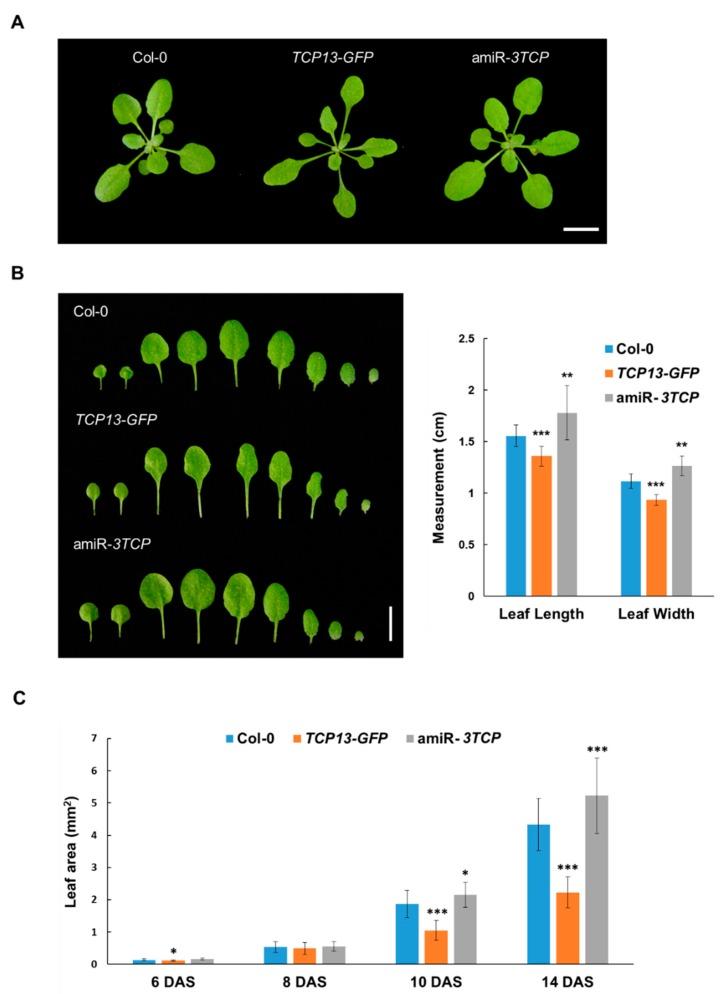 https://cdn.ncbi.nlm.nih.gov/pmc/blobs/9034/6770448/958dba4cded4/genes-10-00644-g003.jpg