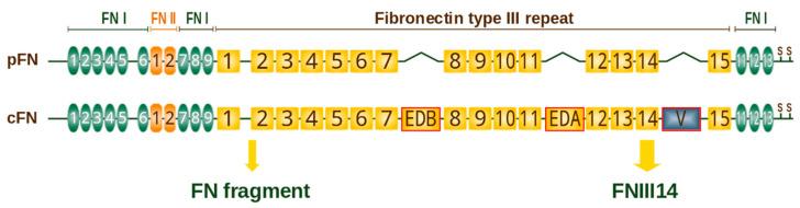 https://cdn.ncbi.nlm.nih.gov/pmc/blobs/9034/8750014/3a7c4a590e9f/cancers-14-00238-g003.jpg