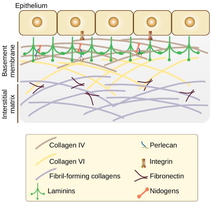 https://cdn.ncbi.nlm.nih.gov/pmc/blobs/9034/8750014/febff4bd109b/cancers-14-00238-g001.jpg