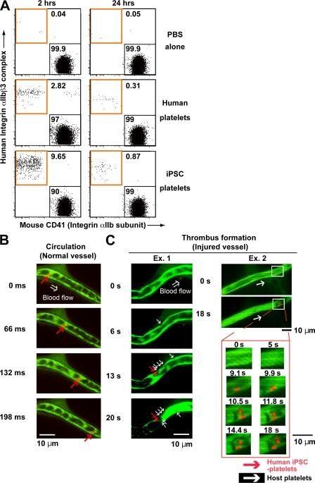 https://cdn.ncbi.nlm.nih.gov/pmc/blobs/9036/3005234/e61b88373fa1/JEM_20100844_RGB_Fig8.jpg
