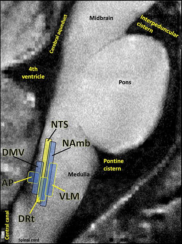 https://cdn.ncbi.nlm.nih.gov/pmc/blobs/9036/8260991/8550176dd3fb/fmicb-12-698169-g005.jpg