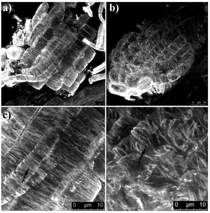 https://cdn.ncbi.nlm.nih.gov/pmc/blobs/903d/8306912/4b9845c2d341/ijms-22-07305-g003.jpg
