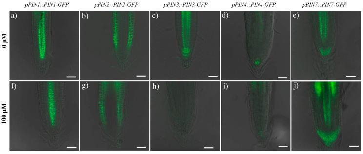 https://cdn.ncbi.nlm.nih.gov/pmc/blobs/903d/8306912/cb0aecc06153/ijms-22-07305-g006.jpg