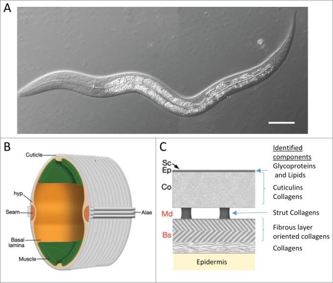 https://cdn.ncbi.nlm.nih.gov/pmc/blobs/903f/4681281/51c5b2ba5e7a/ktib-03-04-1078432-g001.jpg