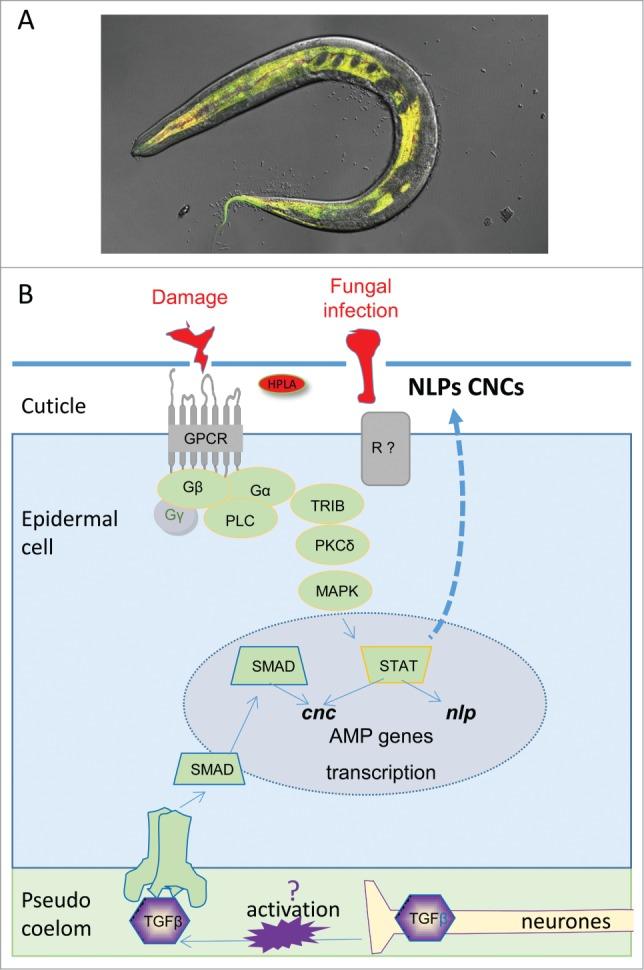 https://cdn.ncbi.nlm.nih.gov/pmc/blobs/903f/4681281/579534cdab20/ktib-03-04-1078432-g002.jpg