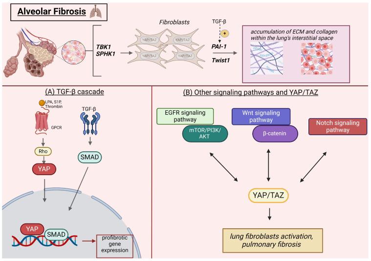 https://cdn.ncbi.nlm.nih.gov/pmc/blobs/9043/11430237/8e32d516c154/cells-13-01519-g001.jpg