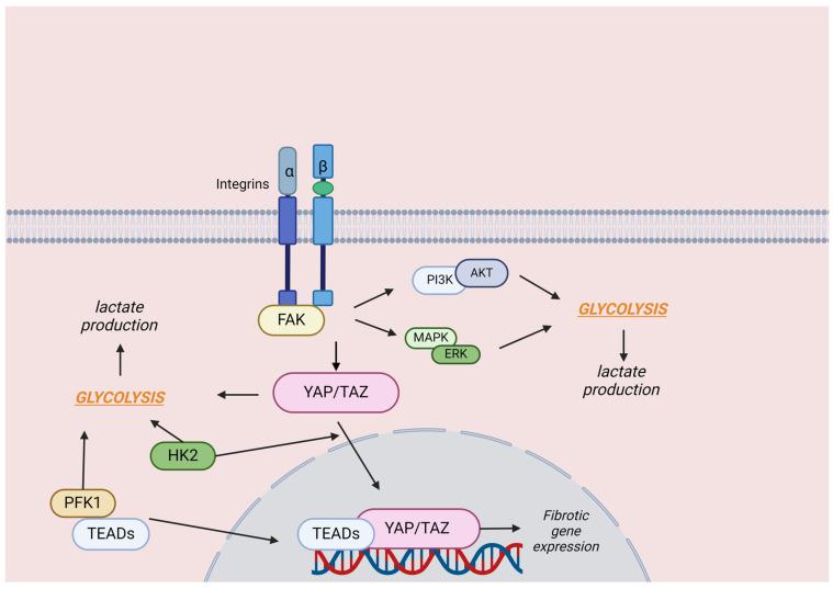 https://cdn.ncbi.nlm.nih.gov/pmc/blobs/9043/11430237/b4d6b33966e4/cells-13-01519-g002.jpg