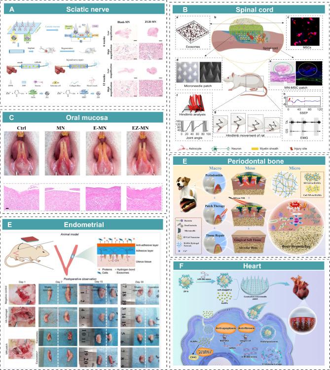 https://cdn.ncbi.nlm.nih.gov/pmc/blobs/9044/12048949/2f7e59e079eb/12951_2025_3383_Fig9_HTML.jpg