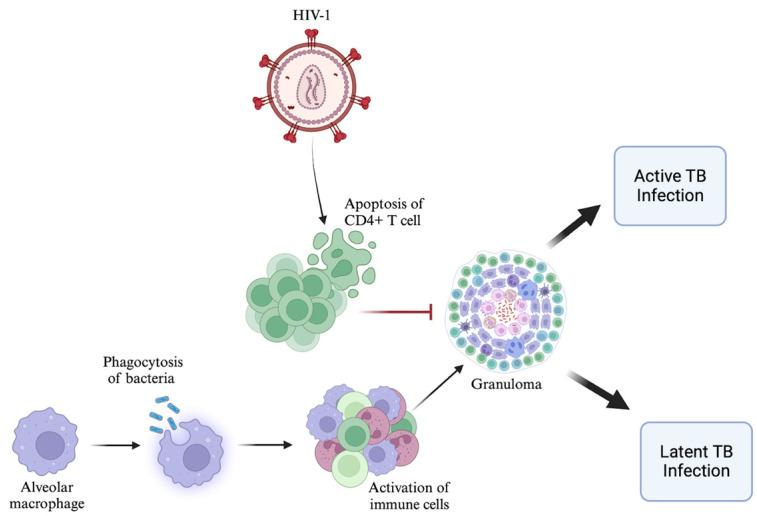 https://cdn.ncbi.nlm.nih.gov/pmc/blobs/9048/10974211/d192749da05e/viruses-16-00321-g001.jpg