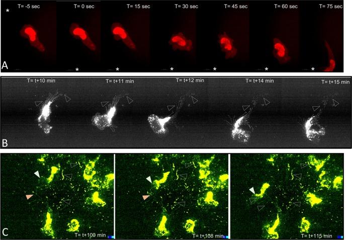 https://cdn.ncbi.nlm.nih.gov/pmc/blobs/9049/5687044/fedc1dcfd6da/3457fig2.jpg