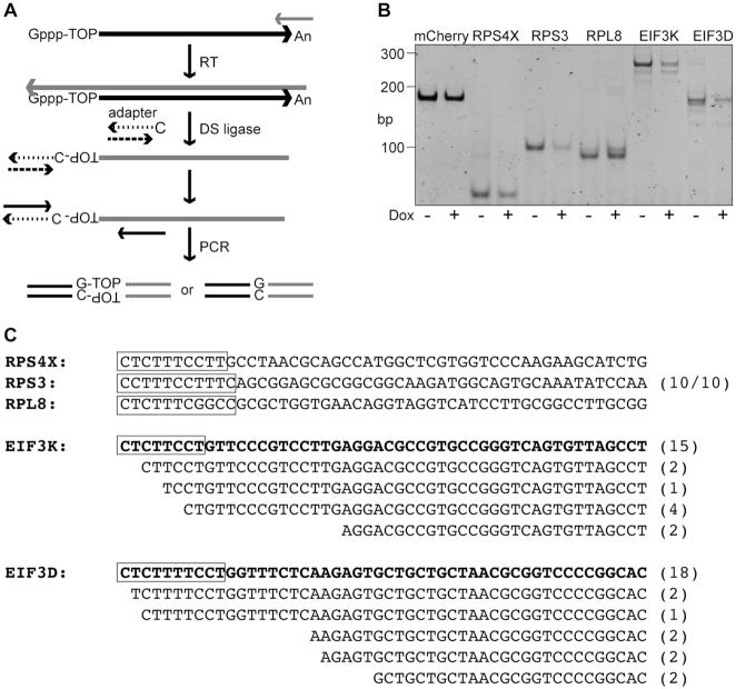 https://cdn.ncbi.nlm.nih.gov/pmc/blobs/9049/7144985/75ea76503eff/gkaa046fig4.jpg