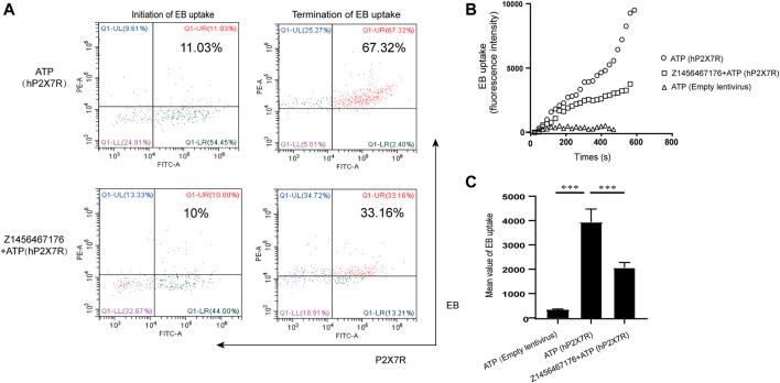 https://cdn.ncbi.nlm.nih.gov/pmc/blobs/904c/9424684/1210461530e6/fphar-13-979939-g001.jpg