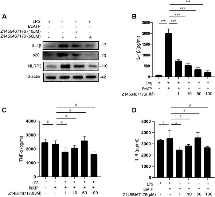 https://cdn.ncbi.nlm.nih.gov/pmc/blobs/904c/9424684/3b850abf7a6c/fphar-13-979939-g003.jpg