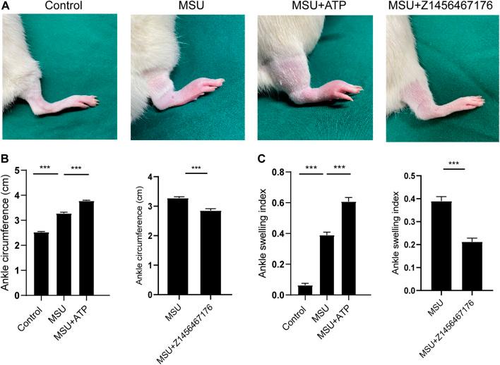 https://cdn.ncbi.nlm.nih.gov/pmc/blobs/904c/9424684/8d88481a171b/fphar-13-979939-g005.jpg