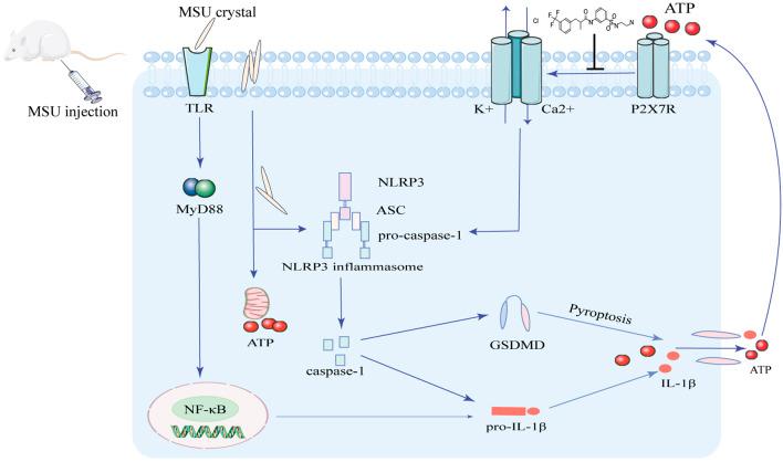 https://cdn.ncbi.nlm.nih.gov/pmc/blobs/904c/9424684/97e463ade7d4/fphar-13-979939-g011.jpg