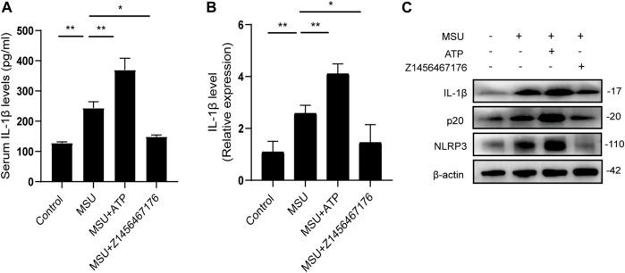 https://cdn.ncbi.nlm.nih.gov/pmc/blobs/904c/9424684/9b1c8e2b097b/fphar-13-979939-g007.jpg