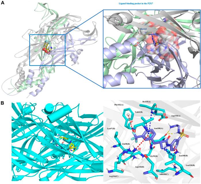 https://cdn.ncbi.nlm.nih.gov/pmc/blobs/904c/9424684/b9acf5ddcac7/fphar-13-979939-g010.jpg
