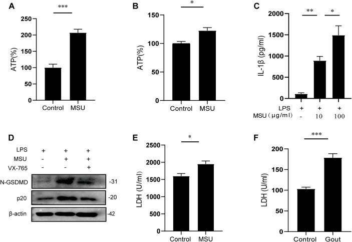 https://cdn.ncbi.nlm.nih.gov/pmc/blobs/904c/9424684/ee8e7ec9074e/fphar-13-979939-g004.jpg