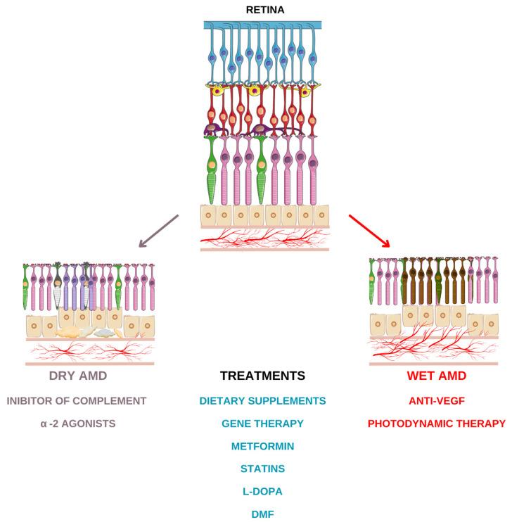 https://cdn.ncbi.nlm.nih.gov/pmc/blobs/904f/11641571/e7787668cfe6/ijms-25-13053-g001.jpg