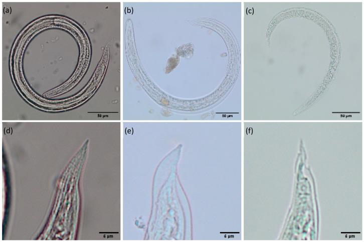 https://cdn.ncbi.nlm.nih.gov/pmc/blobs/904f/12389336/5a8c55179f4a/pathogens-14-00800-g001.jpg
