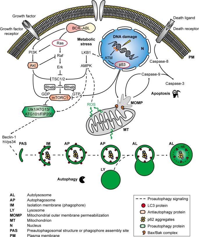 https://cdn.ncbi.nlm.nih.gov/pmc/blobs/9054/6415732/6a037d9289ea/dddt-13-825Fig2.jpg