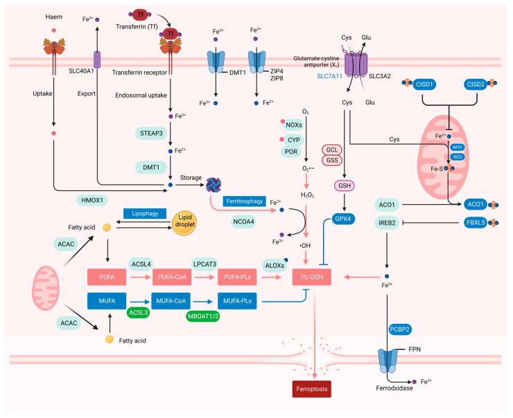 https://cdn.ncbi.nlm.nih.gov/pmc/blobs/9057/11727763/69a45c3ddc20/ijms-25-13334-g002.jpg