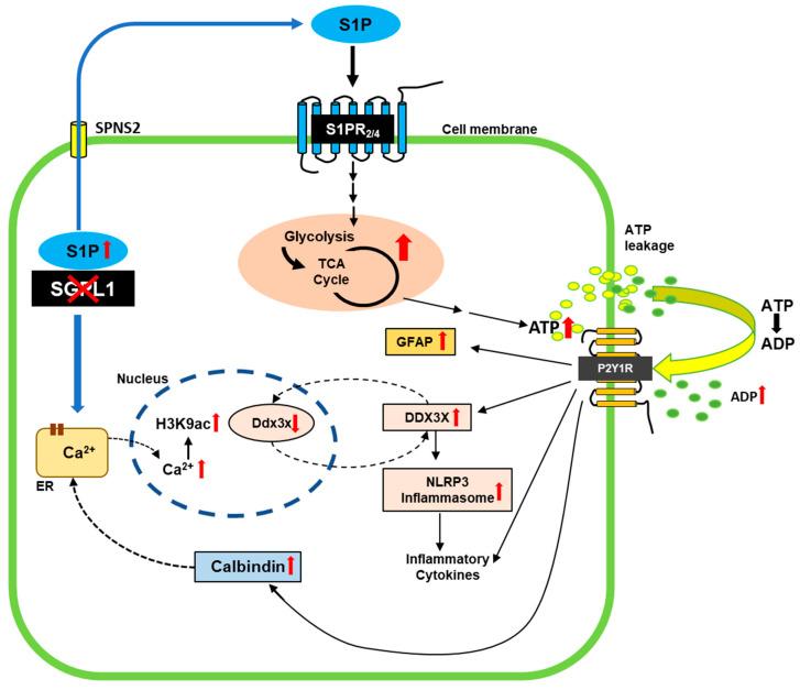 https://cdn.ncbi.nlm.nih.gov/pmc/blobs/9058/10378183/1d258b50259f/cells-12-01844-g005.jpg