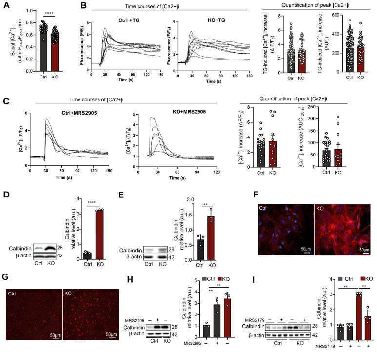 https://cdn.ncbi.nlm.nih.gov/pmc/blobs/9058/10378183/5be5e33f715f/cells-12-01844-g002.jpg