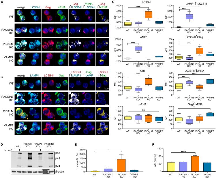 https://cdn.ncbi.nlm.nih.gov/pmc/blobs/9058/11217618/46debf874923/gr2.jpg