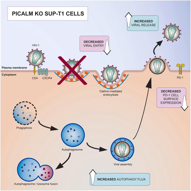 https://cdn.ncbi.nlm.nih.gov/pmc/blobs/9058/11217618/cfee4ce34335/fx1.jpg