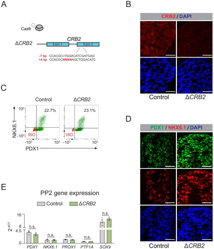 https://cdn.ncbi.nlm.nih.gov/pmc/blobs/9059/7864636/c9adb1940a0c/elife-59067-fig5-figsupp3.jpg