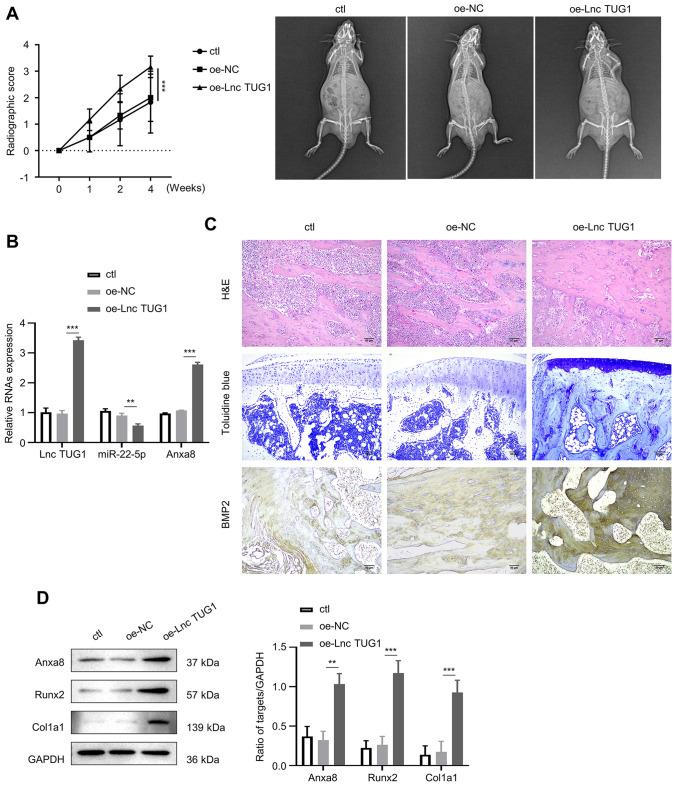 https://cdn.ncbi.nlm.nih.gov/pmc/blobs/905f/10110643/69f3729f290c/13577_2023_881_Fig6_HTML.jpg