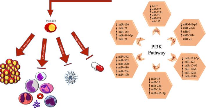 https://cdn.ncbi.nlm.nih.gov/pmc/blobs/9060/8059748/a0d06006c843/JCLA-35-e23725-g001.jpg