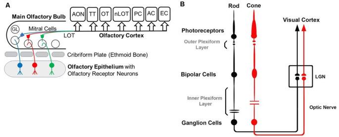 https://cdn.ncbi.nlm.nih.gov/pmc/blobs/9060/8294086/1d28a6d5c453/fncir-15-662349-g0001.jpg