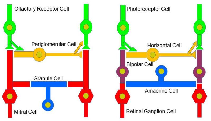 https://cdn.ncbi.nlm.nih.gov/pmc/blobs/9060/8294086/36ffdfc5de4d/fncir-15-662349-g0002.jpg
