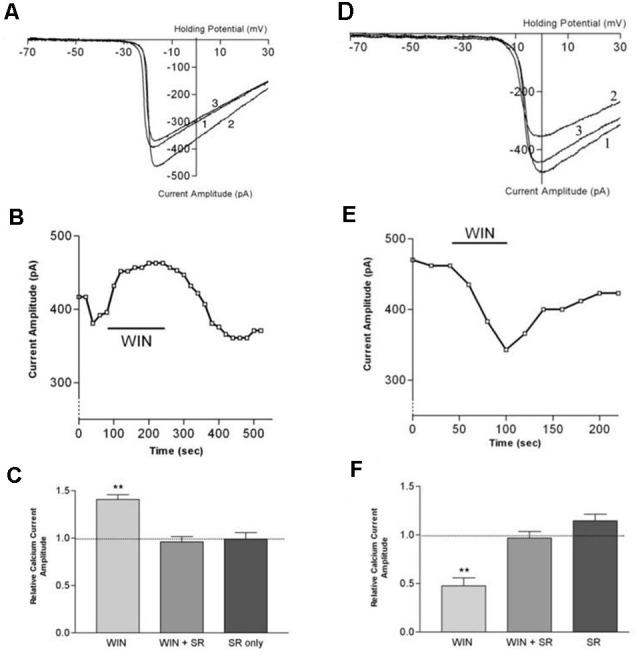 https://cdn.ncbi.nlm.nih.gov/pmc/blobs/9060/8294086/3e3463b0099a/fncir-15-662349-g0008.jpg