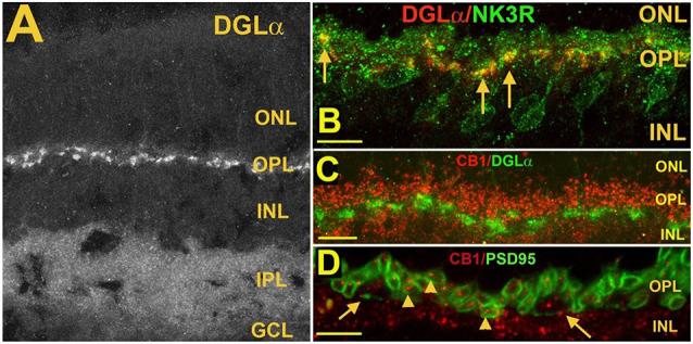 https://cdn.ncbi.nlm.nih.gov/pmc/blobs/9060/8294086/6cfe367cd25b/fncir-15-662349-g0006.jpg